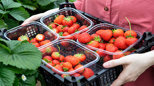 PET fruit Container