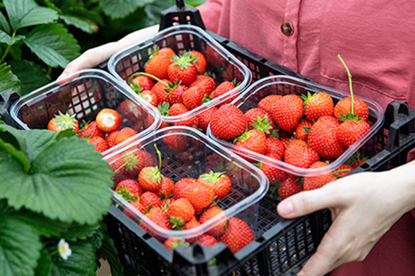 PET Fruit Container